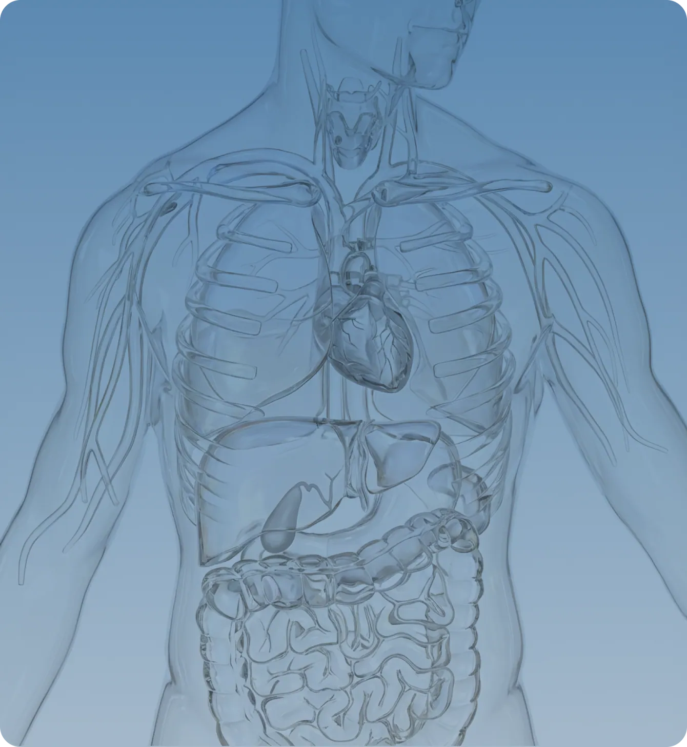 Illustration of the human body